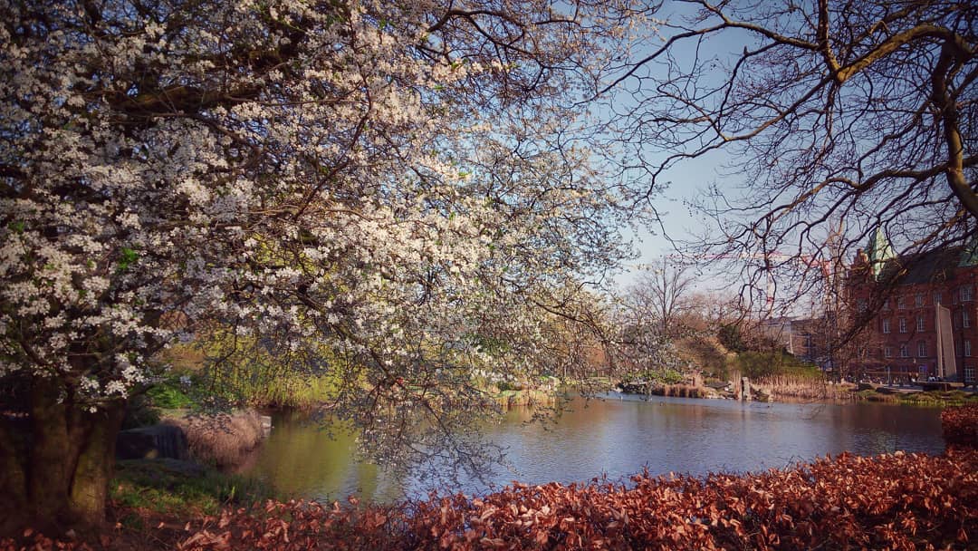 #spring #bloomingtrees #blossoms #water #bluesky #park #malmöcity #malmöstad #malmö #sweden #bestoftheday #bestofspring #ig_spring #ig_europe #naturelovers #nature #urbanspring #urbanlandscape #lena_petersson