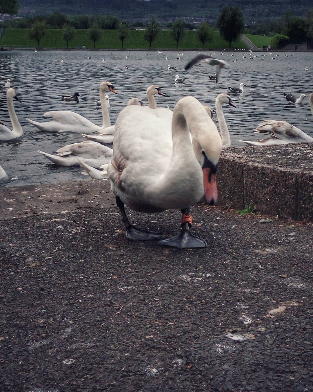 #notlikingtheotherswans #lonelyswan #nature #swan