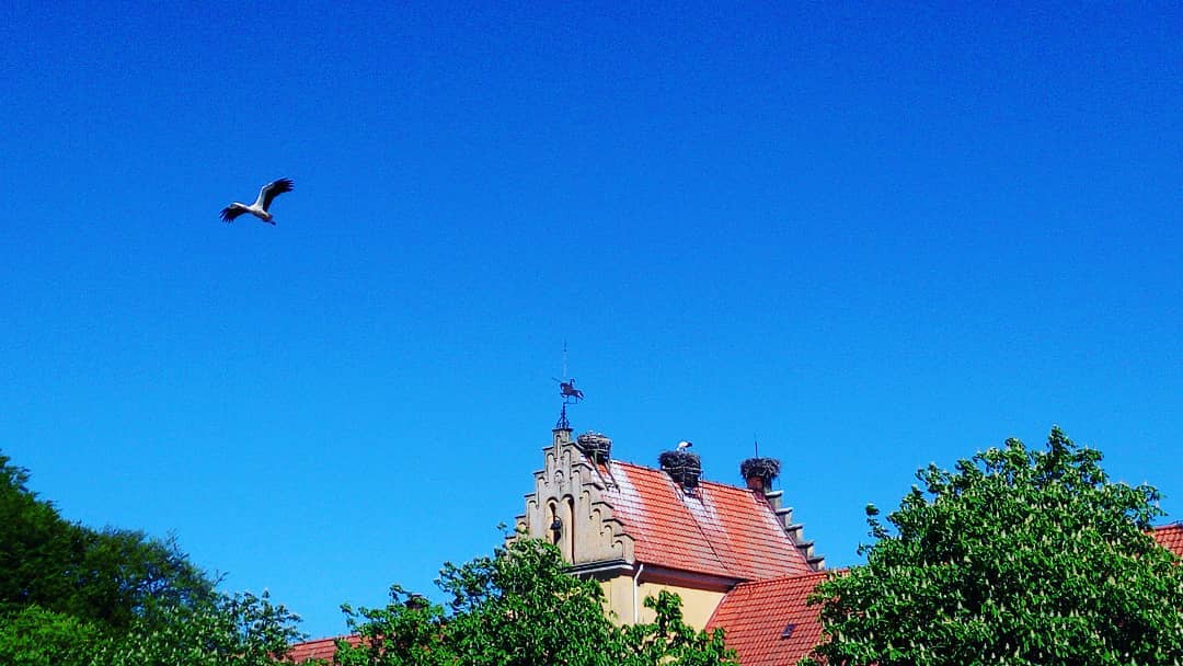 #stork #nest #birds #birdsnest #chimneybirds