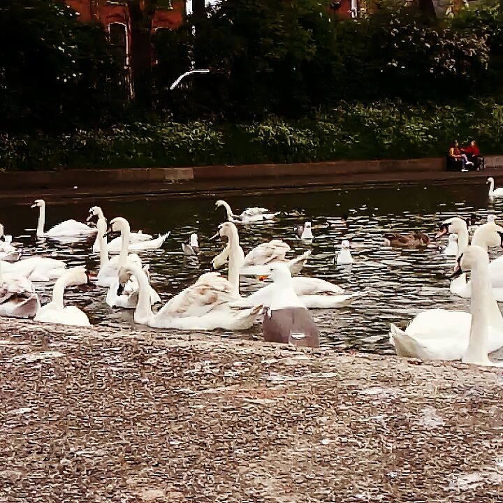 #swan #pond #videoclip