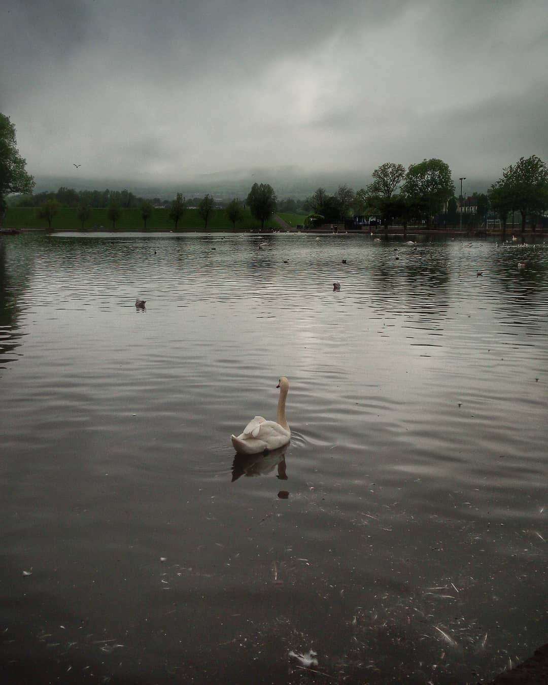 #thepond #pond #swan #dramaticsky