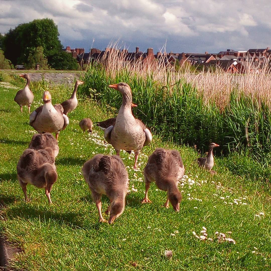 Here comes the geese family! #geese #geeseofinstagram #geeslings #birds #naturephotography #nature #bestoftheday #belfast #belfastireland #waterworksbelfast #belfastwaterworks #northernireland #phonography #ulefonearmor