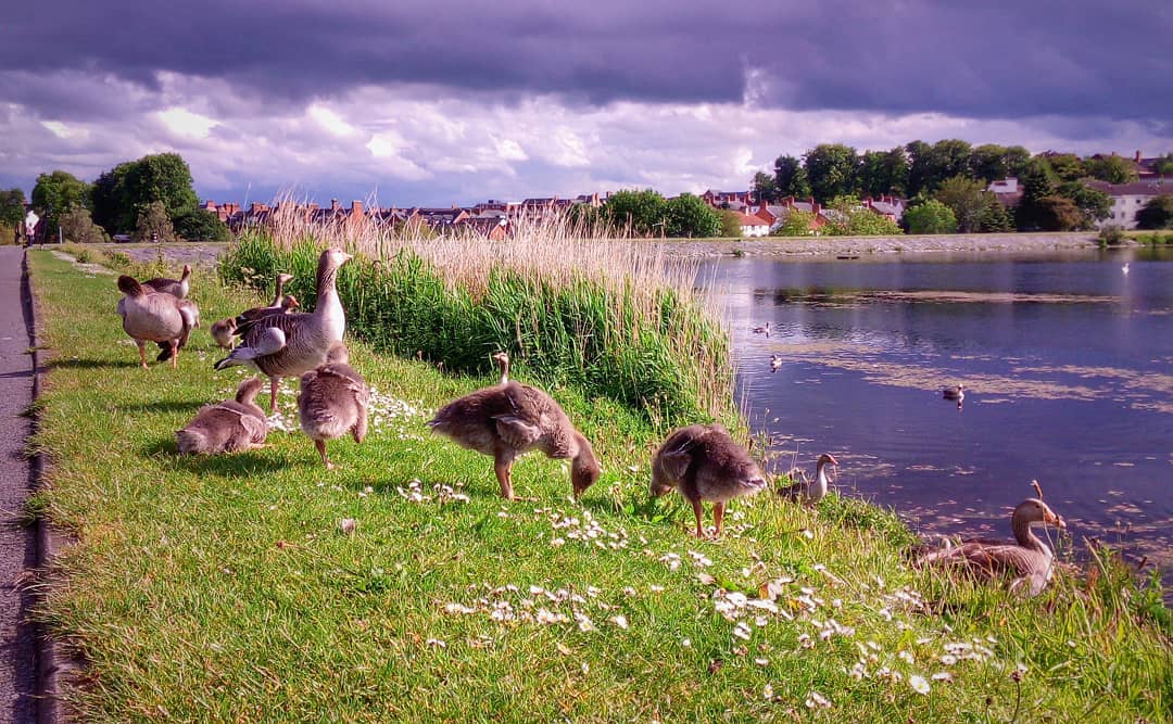 #waterworks #waterworksbelfast #birds #pond #geeslings #naturephotography #nature #ulefonearmor #phonography