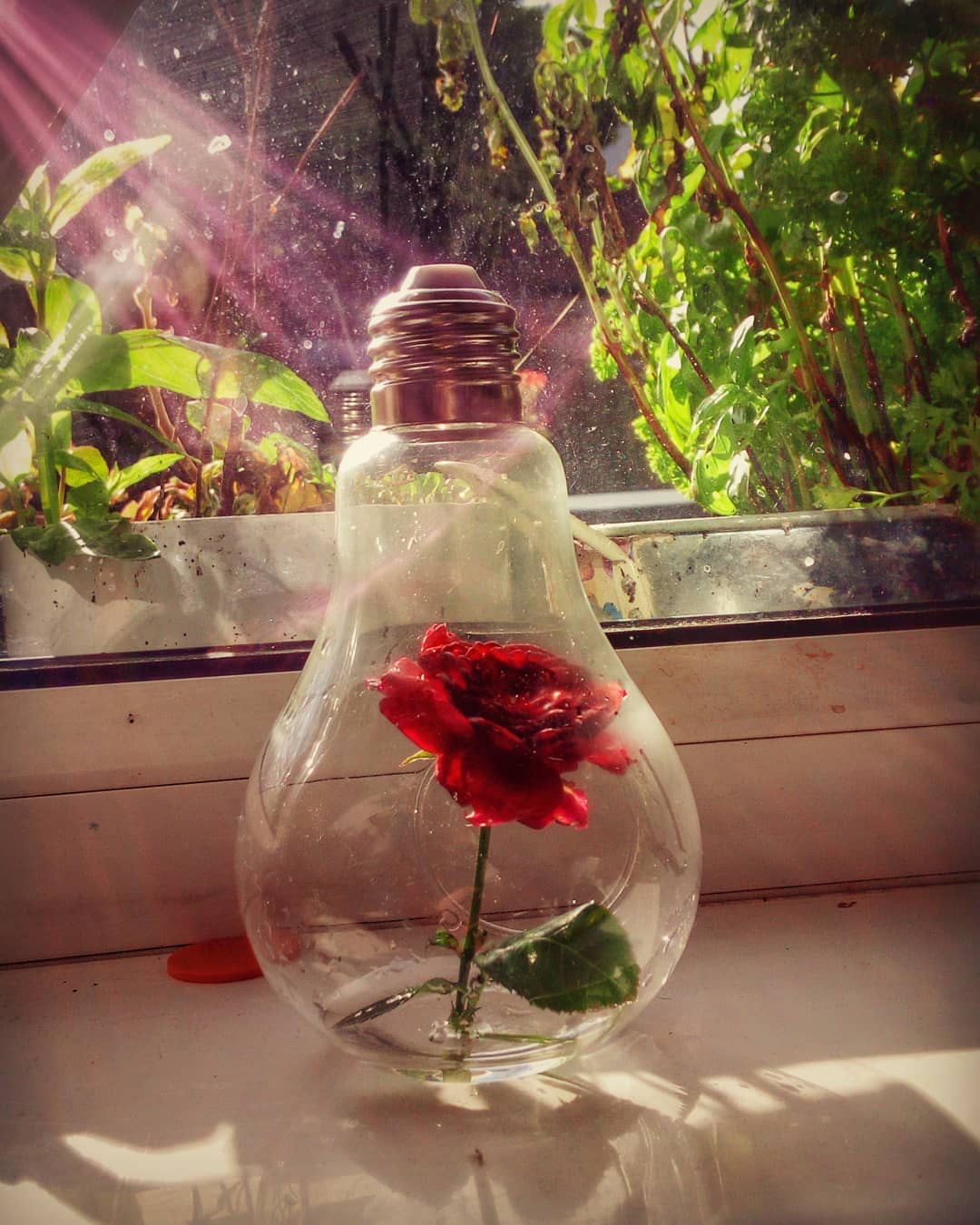 #roses #flowerbulbs #brokenrose #ulefonearmor #phonography