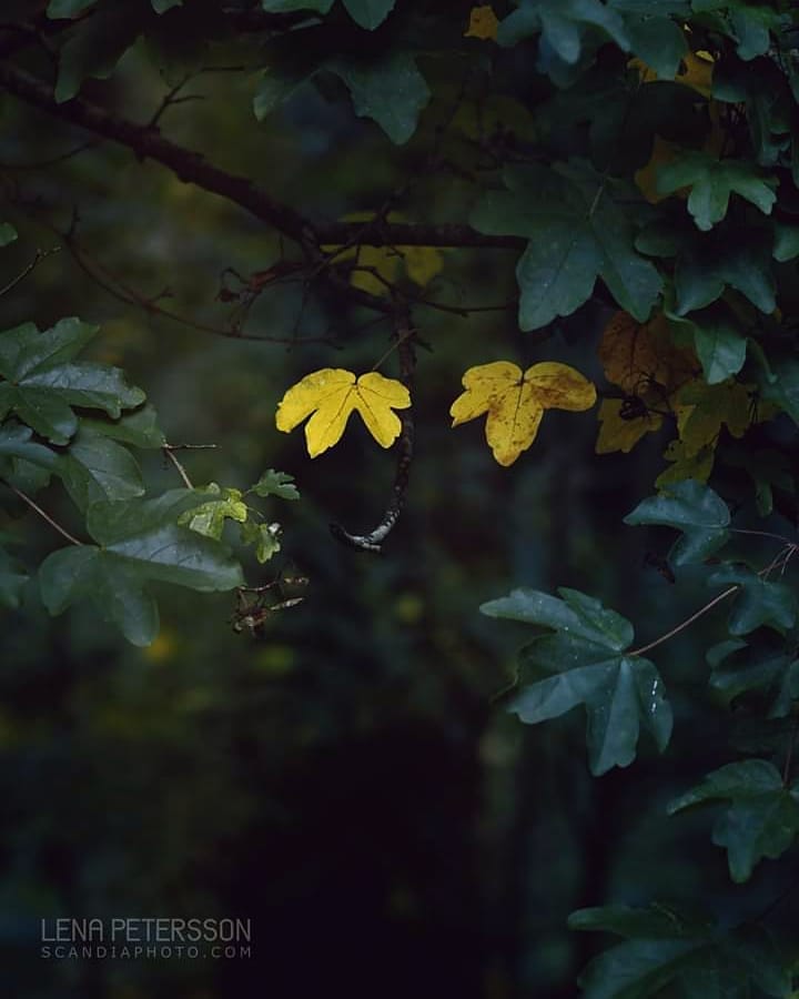 Yellow duo in the green. #autumnleaves #autumn #forest #leaves? #northernireland