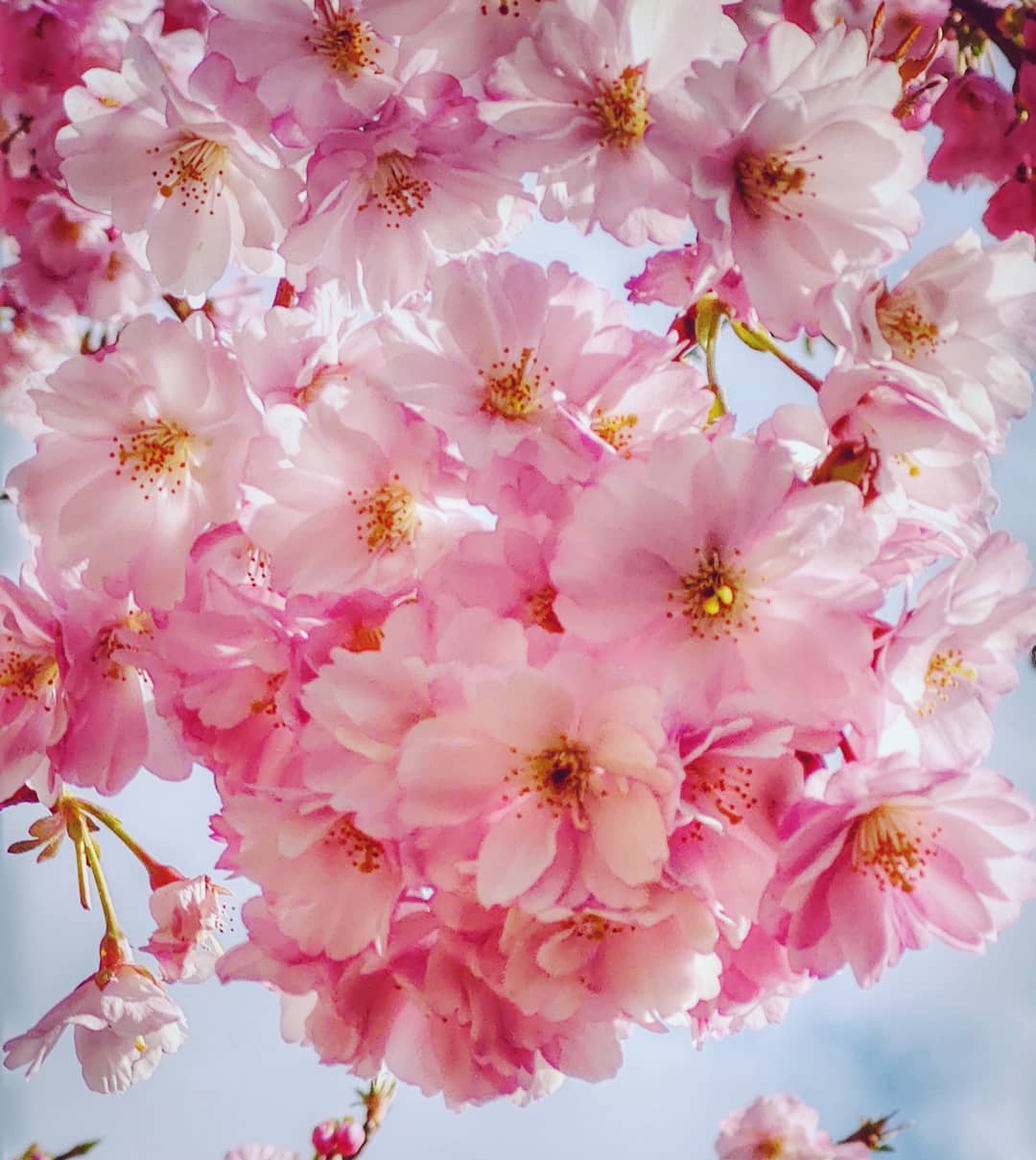 #spring #springiscoming #springtime #blossom #blossoms #cherryblossom #pink #bestflowerspics #bestflowerpics #flowerstagram #motorolaonezoom #phonephotography