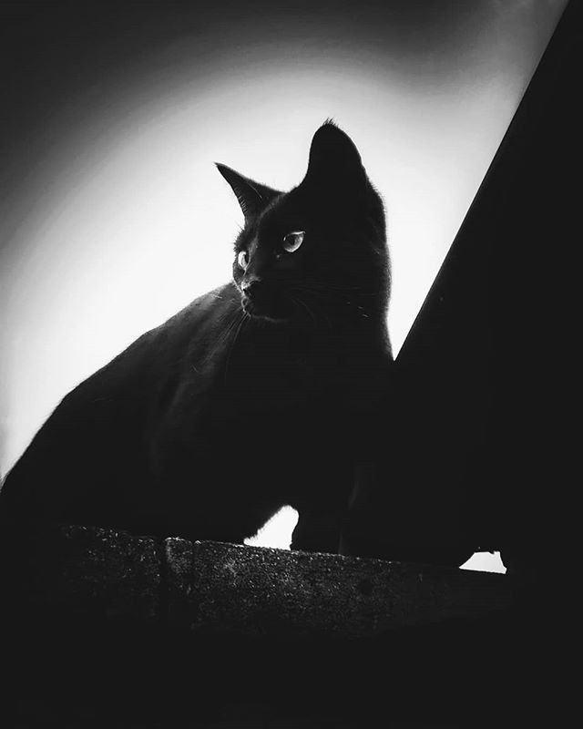 Black Cat by the roof #noir #cat #catsofinstagram #blackcat #blackcatsofinstagram #blackandwhite