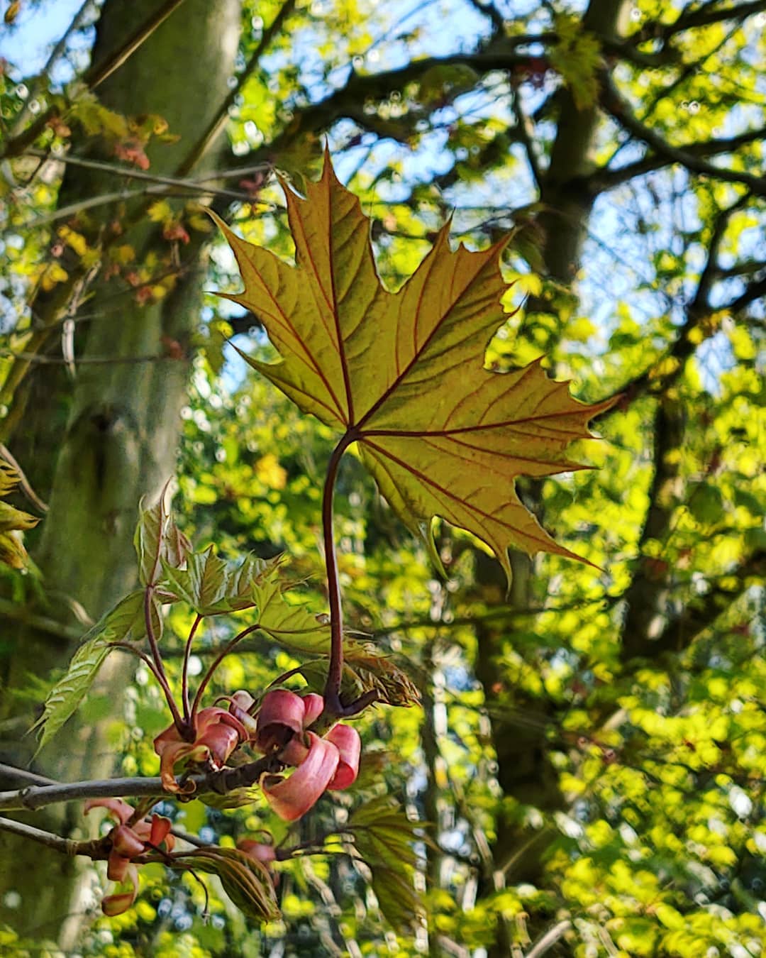 #leaf #spring #nature #orangefieldpark #belfast #tree #phonephotography #motorolaonezoom #hikewithpk