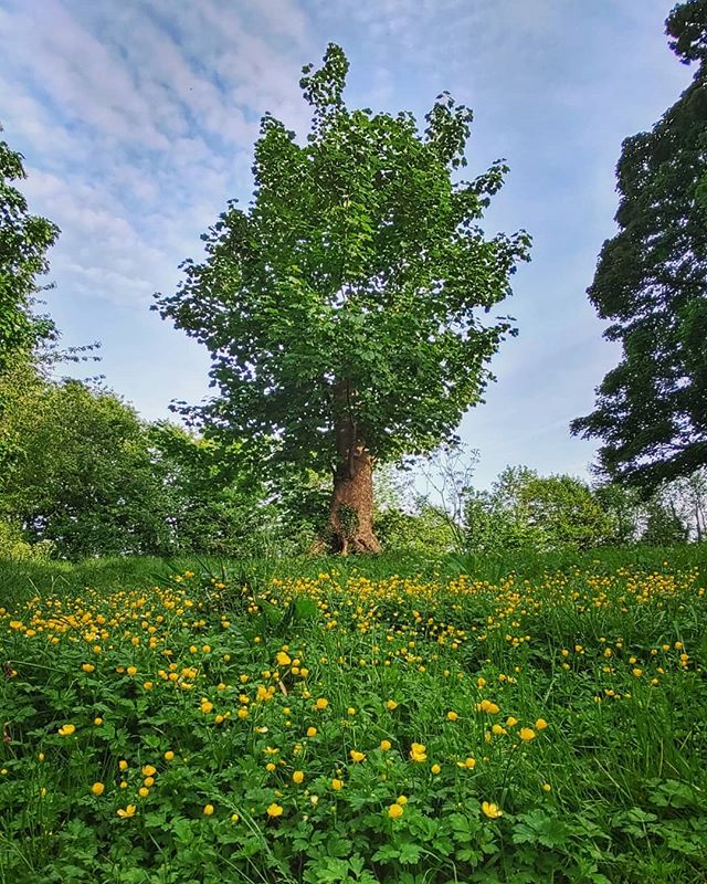 #trees #spring #belfast