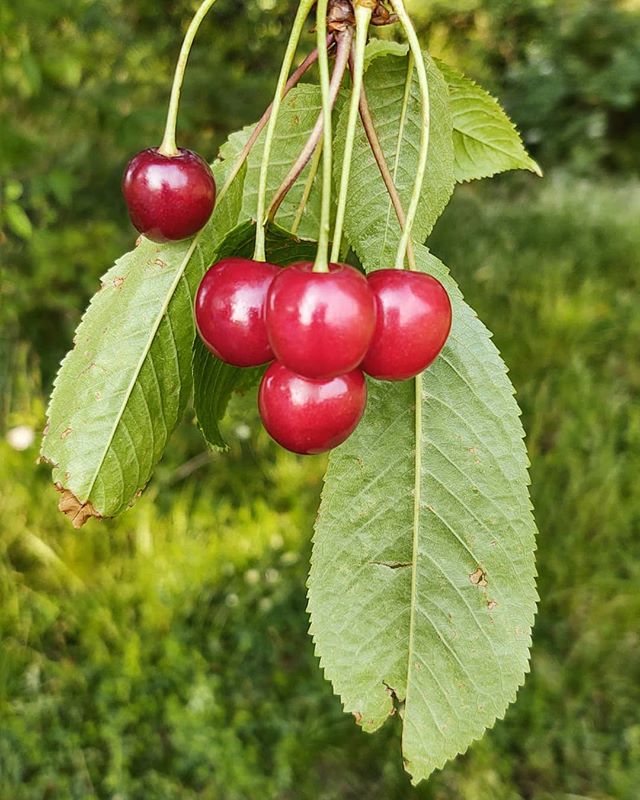 #wildcherry